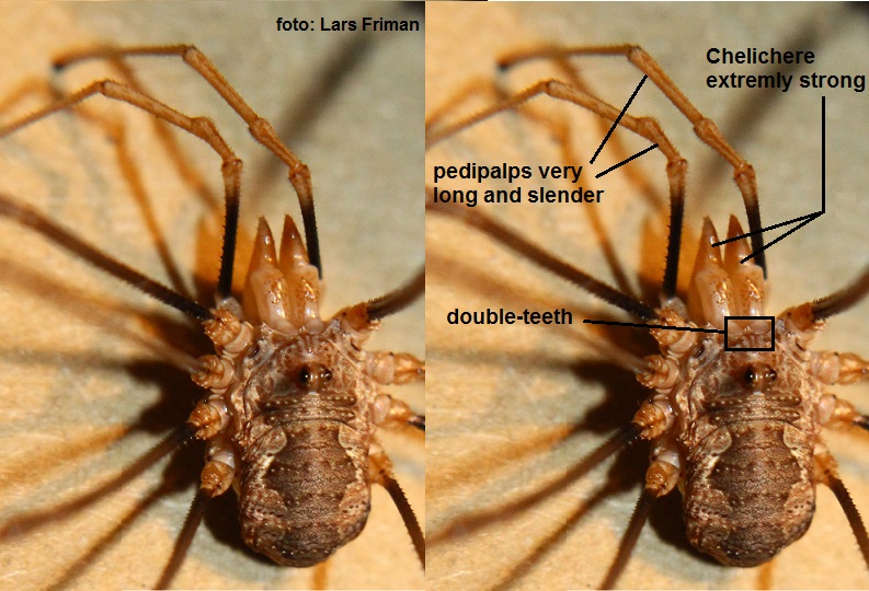 opilionide da identificare